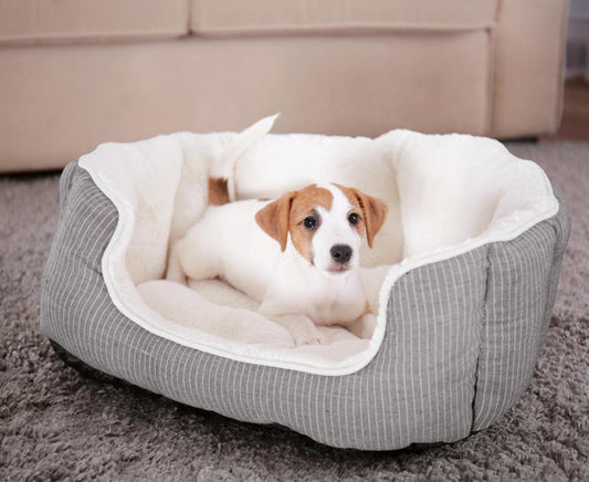 Answering all Your Questions About Dog Beds - City Mattress Staging