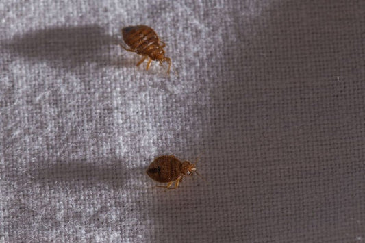 Bed Bug Defense: Our Advice for Bed Bug Prevention - City Mattress Staging