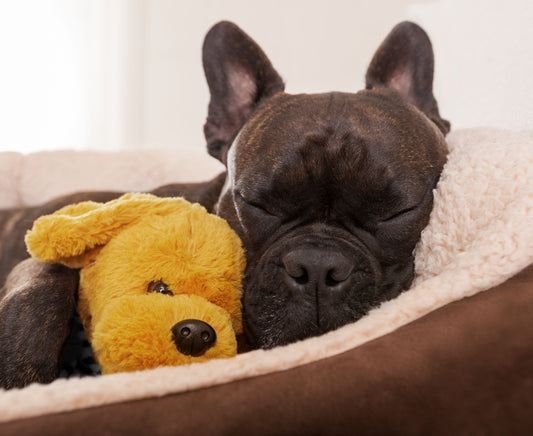 Calming Dog Beds: Do They Really Work? - City Mattress Staging