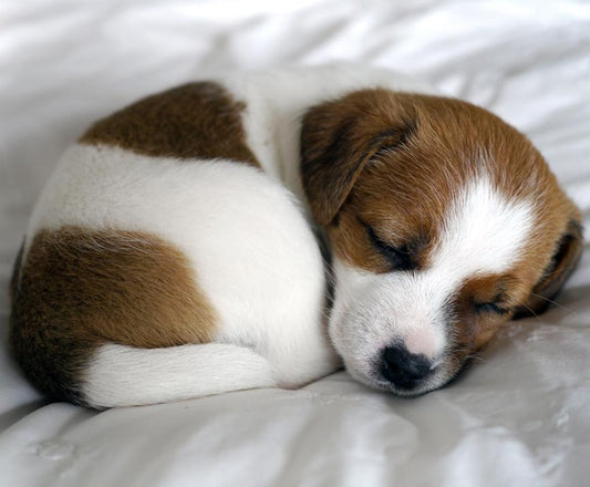How to Bring Home a New Puppy Without it Wrecking Your Sleep - City Mattress Staging