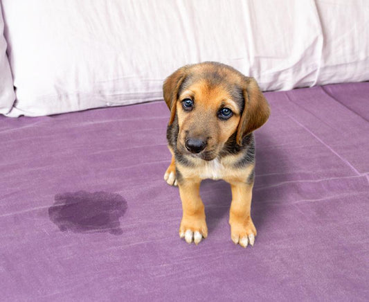 How to Deep Clean A Mattress After an Accident - City Mattress Staging