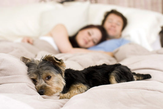 Should You Let Your Dog Sleep in Your Bed? Exploring the Pros and Cons - City Mattress Staging