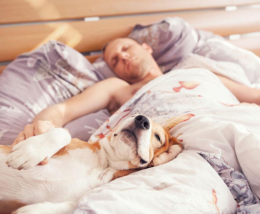 Should Your Dog Sleep with You? Weighing out the Pros and Cons - City Mattress Staging