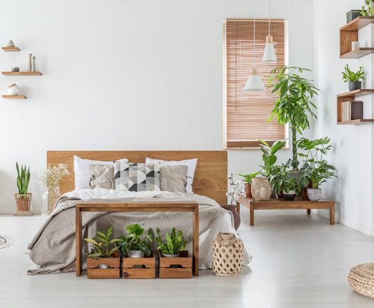 The 5 Best Plants for Your Bedroom - City Mattress Staging