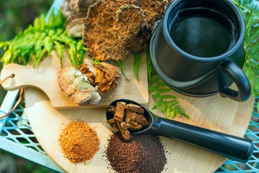 The Conk You Can Count On: Unveiling the Benefits of Chaga Mushrooms - City Mattress Staging