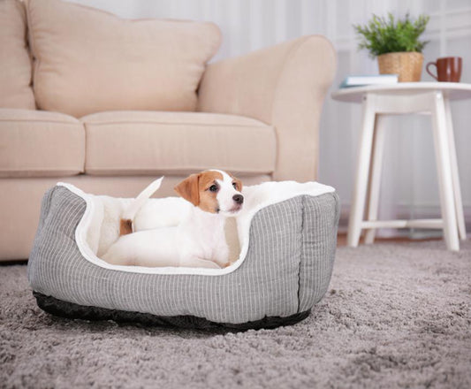 The Top 3 Hypoallergenic Dog Beds to Check Out - City Mattress Staging