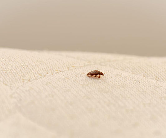 Understanding the Signs of Bed Bugs on a Mattress and What to do Next - City Mattress Staging