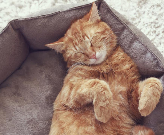 Why do Cats Sleep so Much? - City Mattress Staging