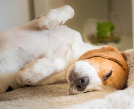 Why do Dogs Scratch Their Bed? - City Mattress Staging