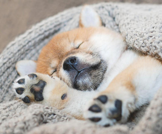 Your Puppy Sleep Schedule Guide - City Mattress Staging