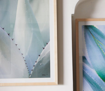 Black Tip Succulent Digital Print by Grand Image