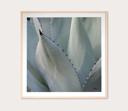 Grand Image Black Tip Succulent Digital Print by Grand Image