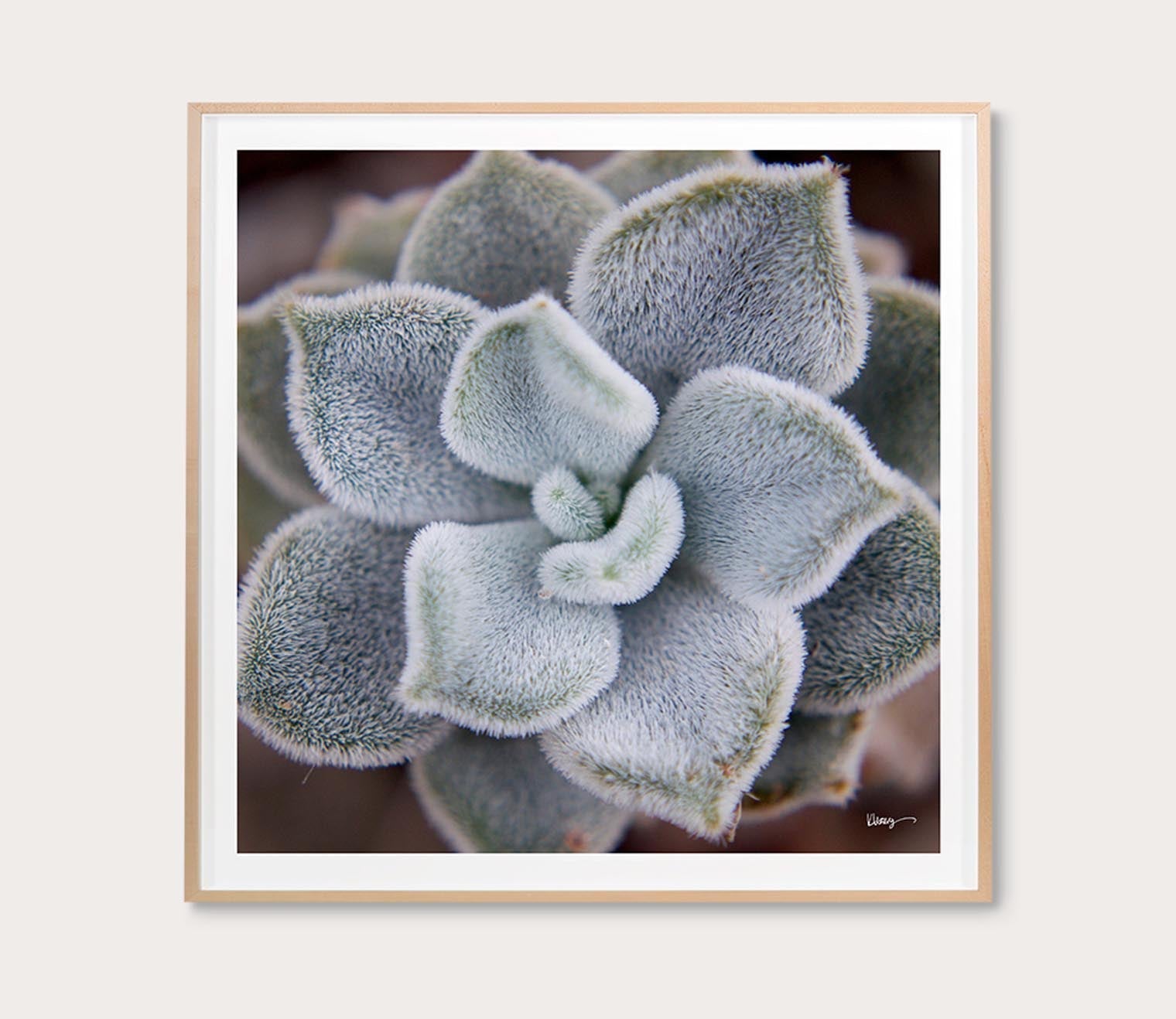 Fuzzy Succulent Digital Print