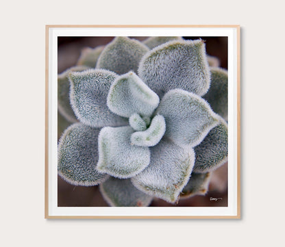 Grand Image Fuzzy Succulent Digital Print by Grand Image
