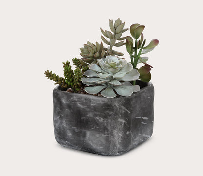 Alverio Desert Garden Succulents by Uttermost