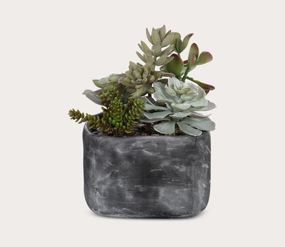 Alverio Desert Garden Succulents by Uttermost