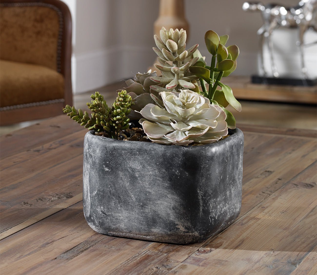 Alverio Desert Garden Succulents