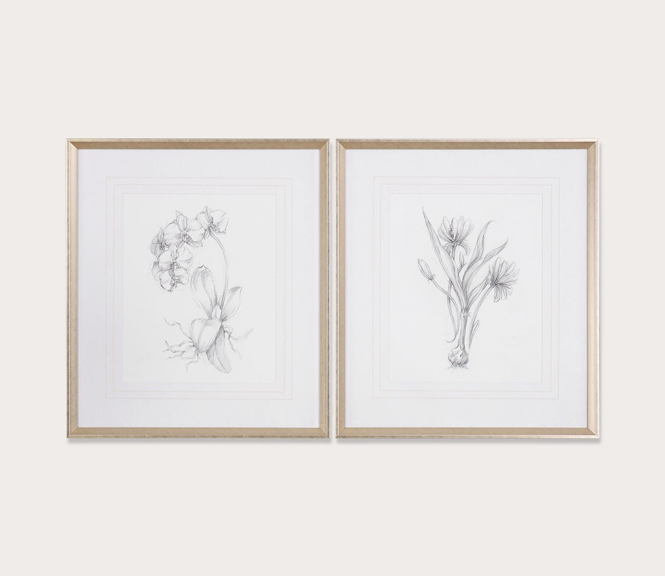 Botanical Sketches Set of 2 by Uttermost