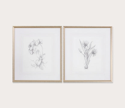 Botanical Sketches Set of 2 by Uttermost