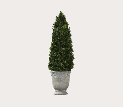 Boxwood Cone Topiary by Uttermost
