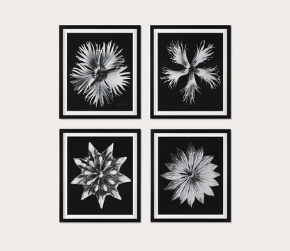 Contemporary Floret Framed Prints Set of 4 by Uttermost