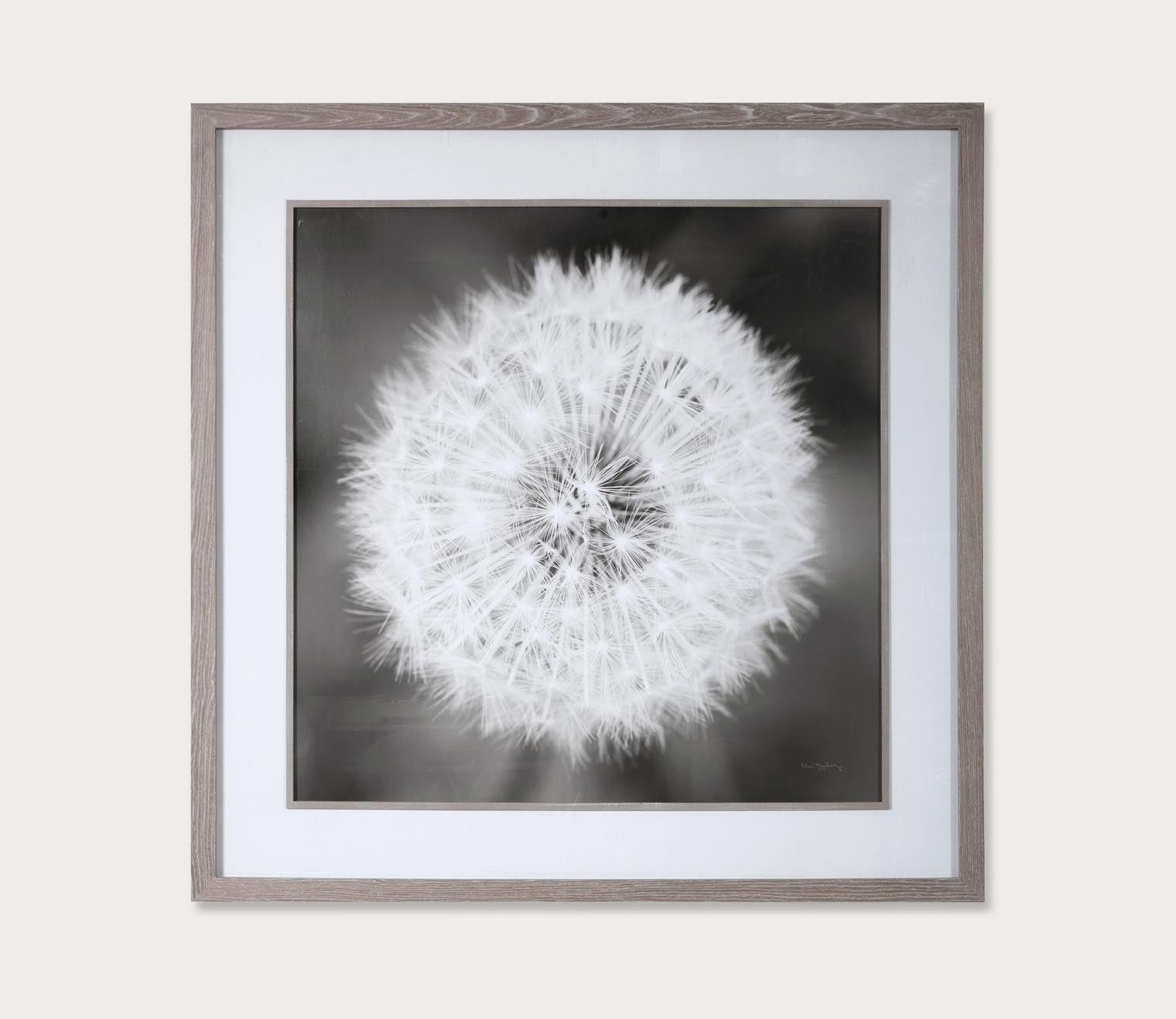 Dandelion Seedhead Framed Print by Uttermost