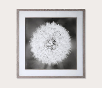 Dandelion Seedhead Framed Print by Uttermost