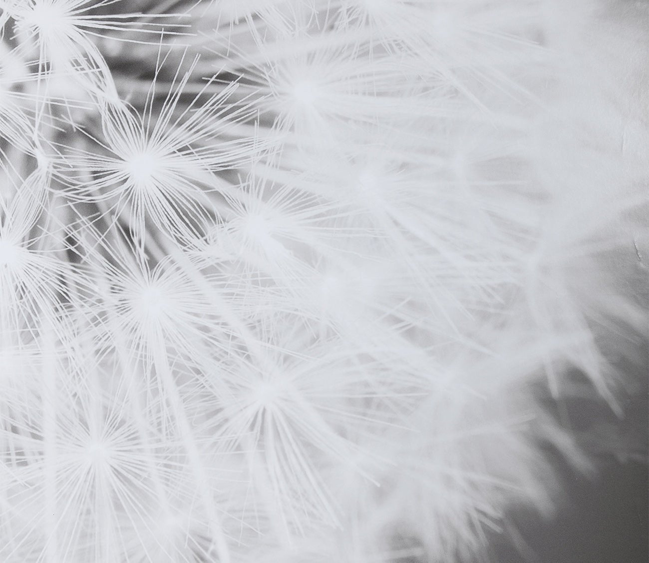 Dandelion Seedhead Framed Print by Uttermost