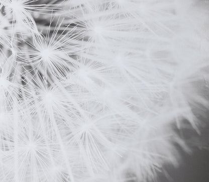 Dandelion Seedhead Framed Print by Uttermost