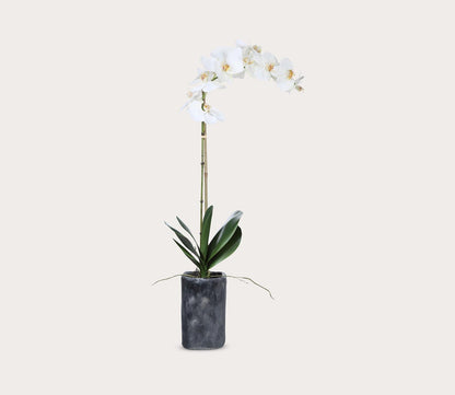 Eponine White Orchid by Uttermost