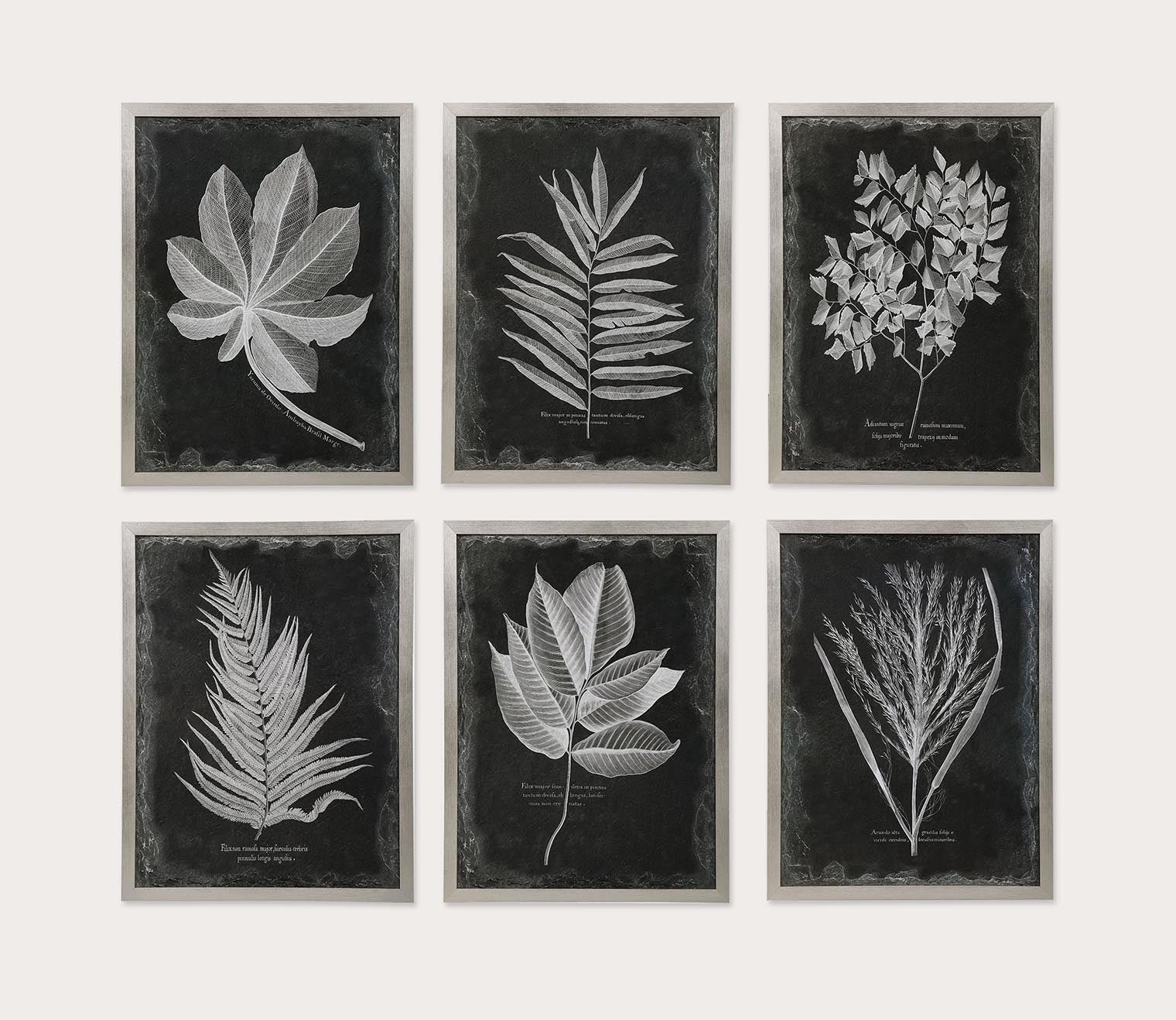 Foliage Framed Prints Set of 6 by Uttermost