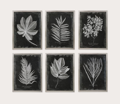 Foliage Framed Prints Set of 6 by Uttermost