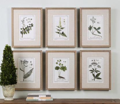 Green Floral Botanical Prints Set of 6 by Uttermost