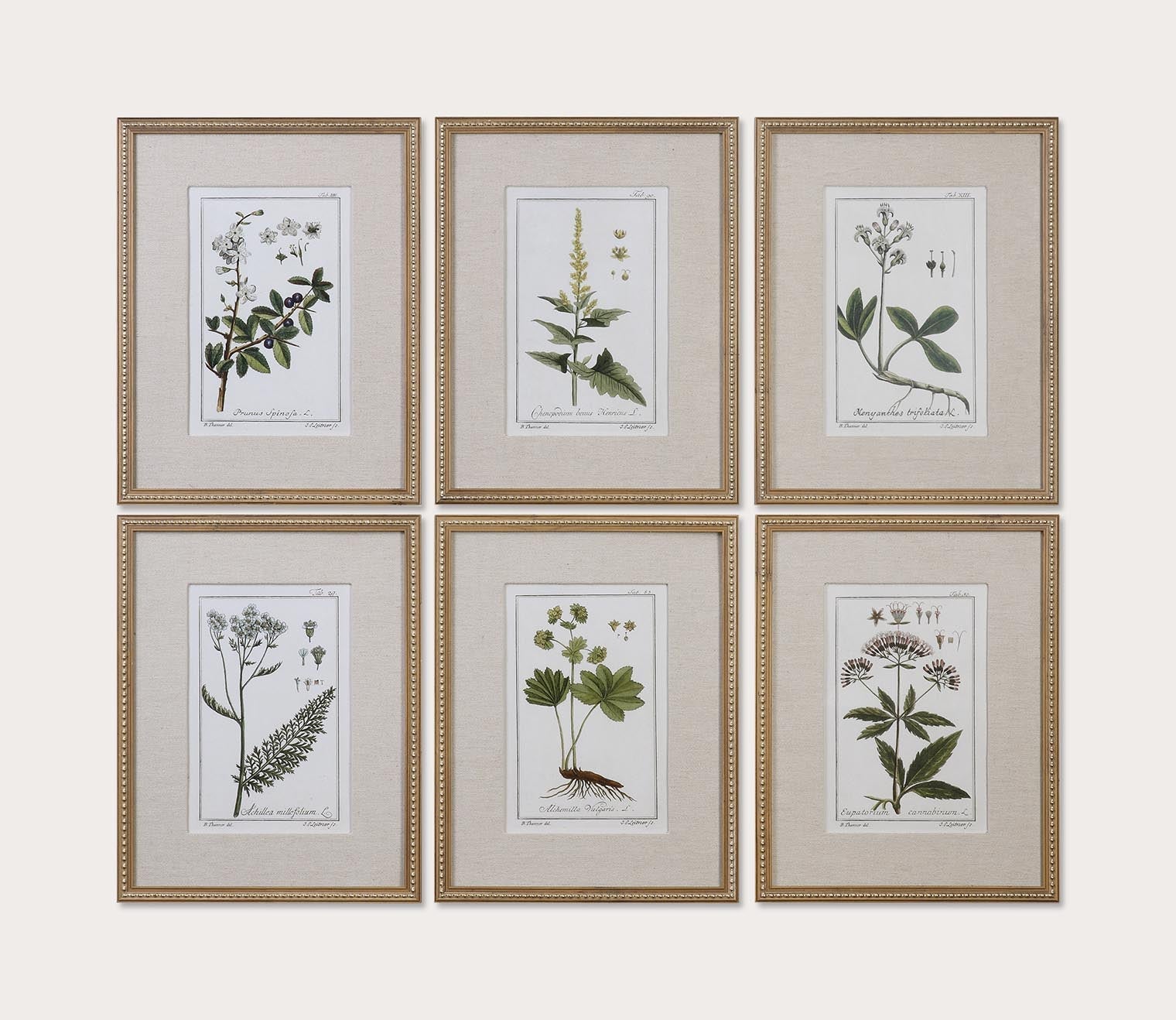 Green Floral Botanical Prints Set of 6 by Uttermost