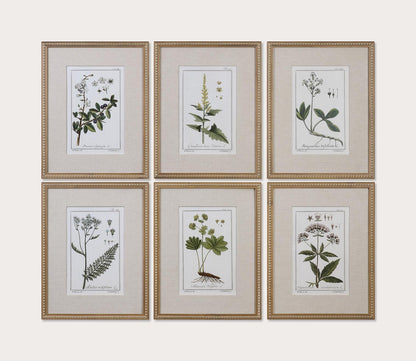 Green Floral Botanical Prints Set of 6 by Uttermost
