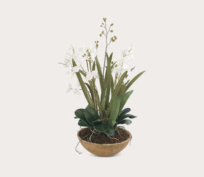 Moth Orchid Planter by Uttermost