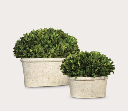 Preserved Boxwood Oval Domes Set of 2 by Uttermost