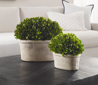 Preserved Boxwood Oval Domes Set of 2 by Uttermost