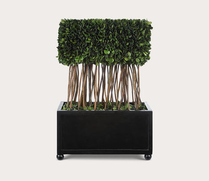 Preserved Boxwood Rectangular Topiary by Uttermost