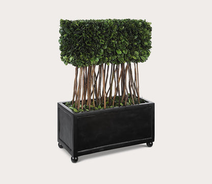 Preserved Boxwood Rectangular Topiary by Uttermost