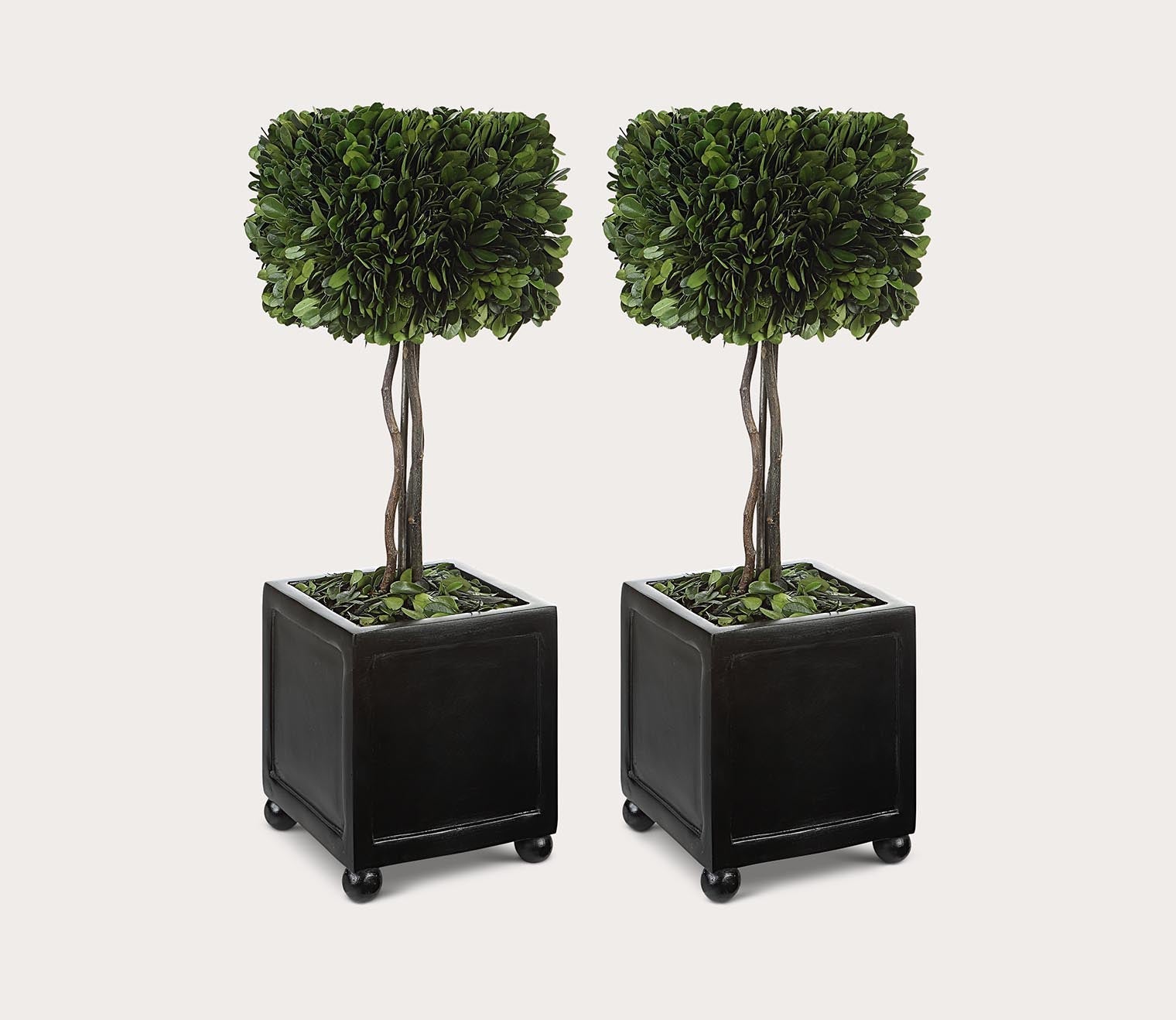 Preserved Boxwood Square Topiaries Set of 2 by Uttermost