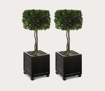 Preserved Boxwood Square Topiaries Set of 2 by Uttermost