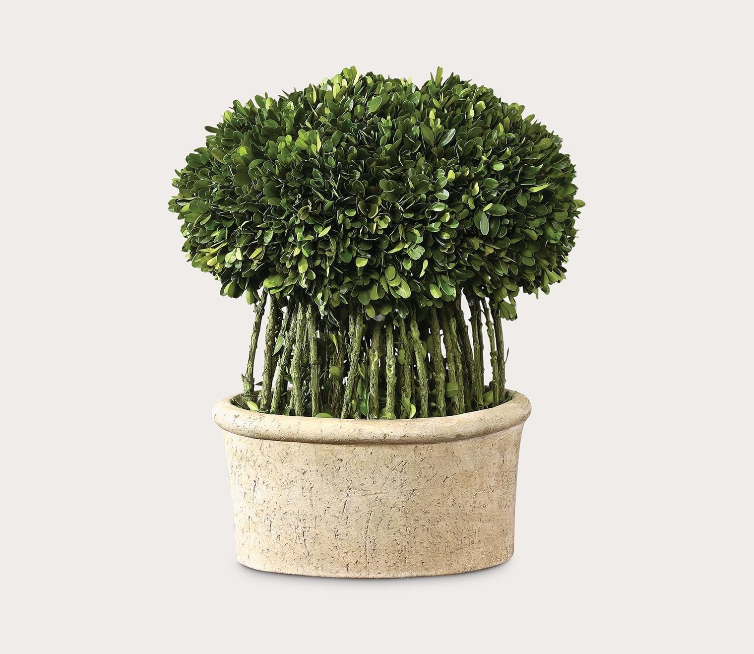 Preserved Boxwood Willow Topiary by Uttermost