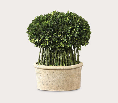 Preserved Boxwood Willow Topiary by Uttermost