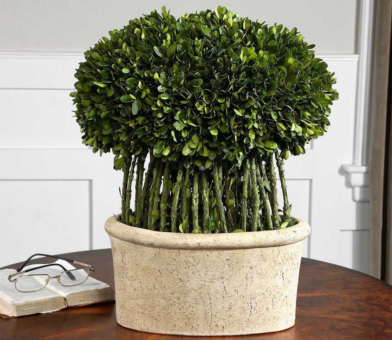 Preserved Boxwood Willow Topiary