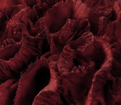 Red Coral Cluster Sculpture by Uttermost