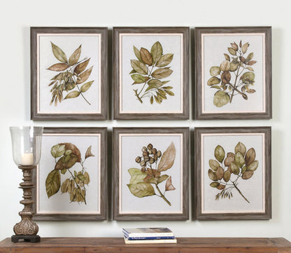 Seedlings Framed Prints Set of 6 by Uttermost