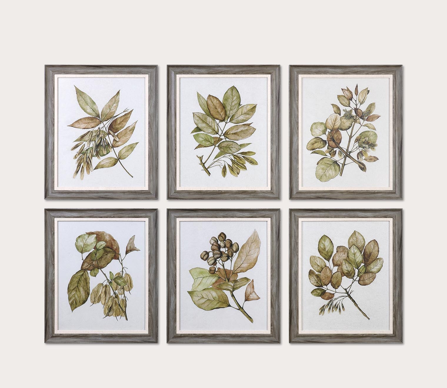 Seedlings Framed Prints Set of 6 by Uttermost