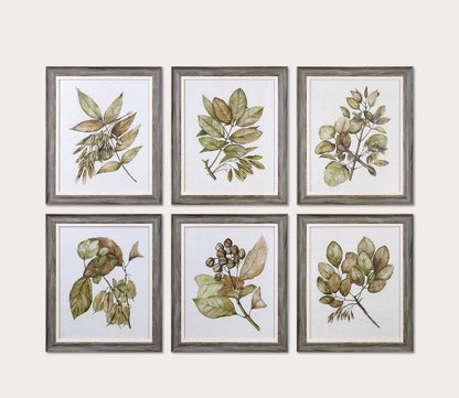 Seedlings Framed Prints Set of 6 by Uttermost