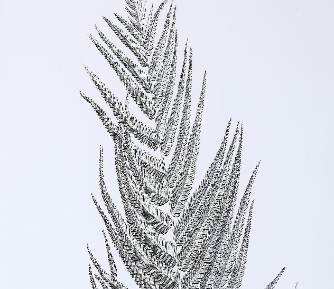 Silver Ferns Framed Prints Set of 2 by Uttermost
